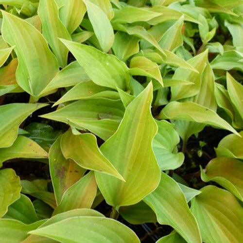 Hosta Little Red Rooster - Hosta little red rooster - Gartenpflanzen