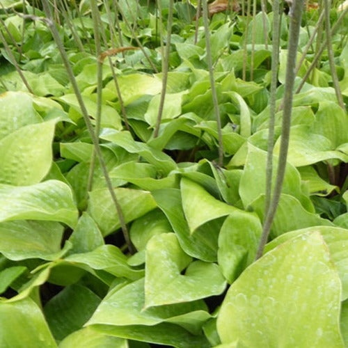 Hosta Red Cadet - Hosta red cadet - Gartenpflanzen