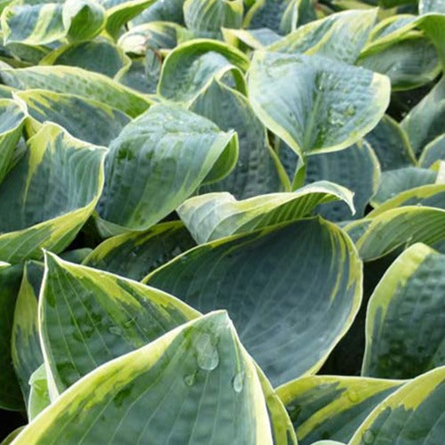 Hosta Sugar Daddy - Hosta sugar daddy - Gartenpflanzen