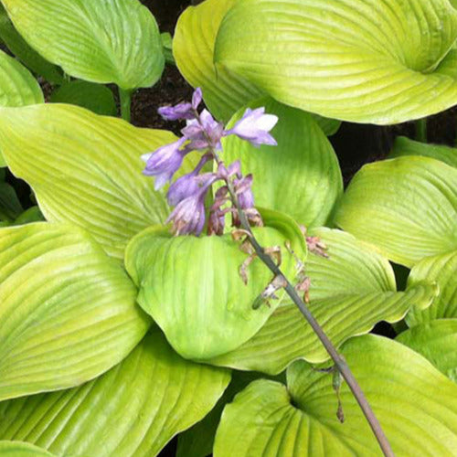 Hosta Sum und Substanz - Hosta sum and substance - Gartenpflanzen