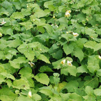 Wachsblume aus Korea - Bakker