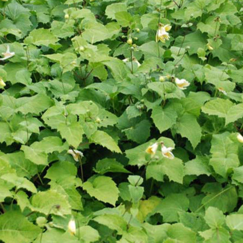 Wachsblume aus Korea - Kirengeshoma koreana - Gartenpflanzen