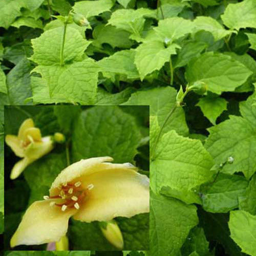 Wachsblume - Kirengeshoma palmata - Gartenpflanzen