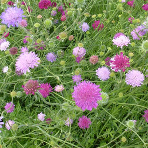 Kleine Skabiose aus Mazedonien Melton Pastels - Knautia macedonica melton pastels - Gartenpflanzen