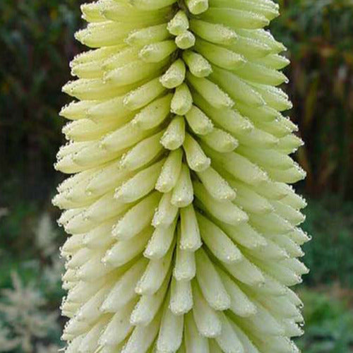 Tritoma Ice Queen - Kniphofia ice queen - Gartenpflanzen