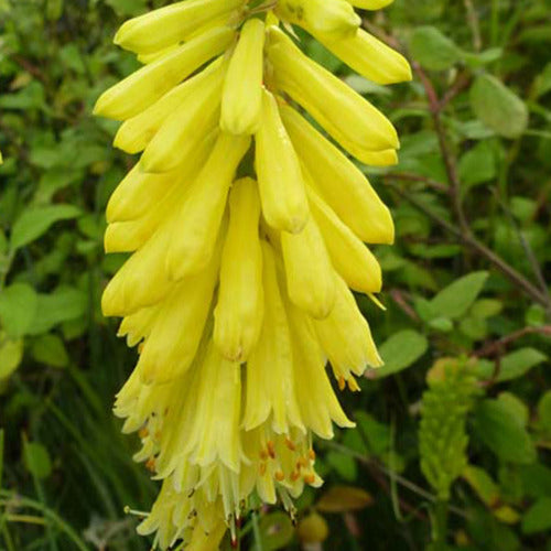 Tritoma Lemon Popsicle - Kniphofia lemon popsicle ( popsicle series ) - Gartenpflanzen