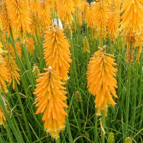 Tritoma Mango Popsicle - Kniphofia mango popsicle ( popsicle series ) - Gartenpflanzen