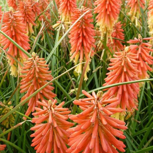 Fackelilie Redhot Popsicle - Kniphofia redhot popsicle ( popsicle series ) - Gartenpflanzen