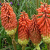 Fackellilie Royal Standard - Kniphofia royal standard - Gartenpflanzen