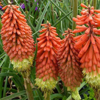 Fackellilie Royal Standard - Kniphofia royal standard - Gartenpflanzen