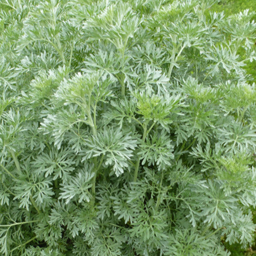 Absinth (x3) - Artemisia absinthium - Gartenpflanzen