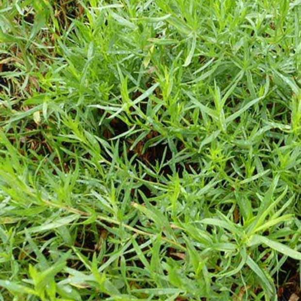 Estragon - Artemisia dracunculus - Gemüsegarten