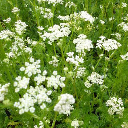 Wiesenkümmel Kümmel (x3) - Carum carvi - Gartenpflanzen