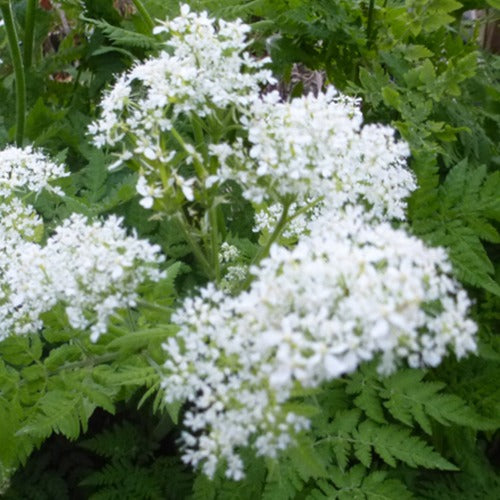 Moschus-Kerbel - Myrrhis odorata - Gartenpflanzen