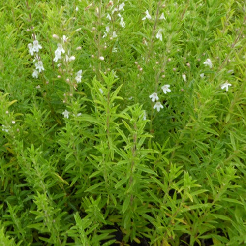 Bohnenkraut mehrjährig (x3) - Satureja montana - Gartenpflanzen