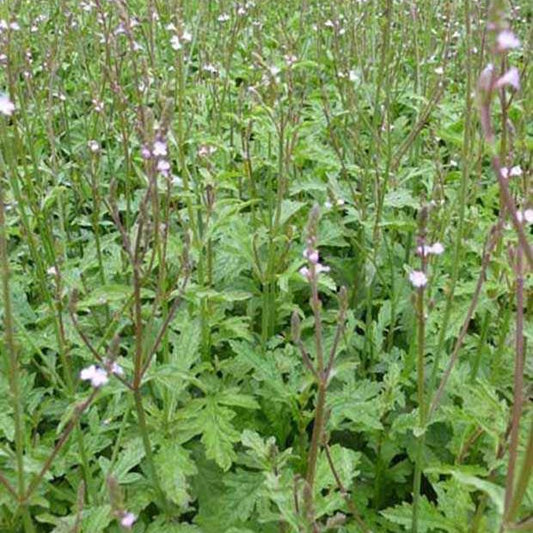 Eisenkraut - Verbena officinalis - Gartenpflanzen