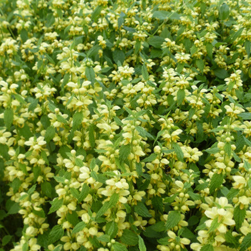 Goldene Lamellen (x3) - Lamium galeobdolon - Gartenpflanzen