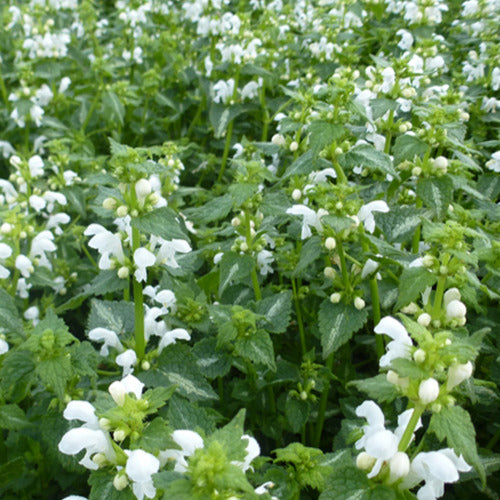 Gefleckte Heidelibelle Album (x3) - Lamium maculatum album - Gartenpflanzen