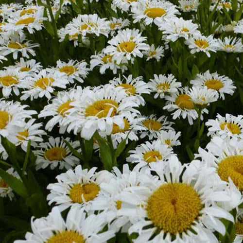 Marguerite Lacrosse - Leucanthemum superbum lacrosse - Gartenpflanzen