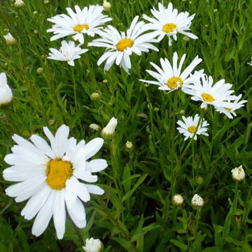 Polaris-Margeriten (x3) - Leucanthemum superbum polaris - Gartenpflanzen