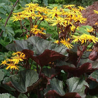 Gezähntes Ligular Britt Marie Crawford - Bakker