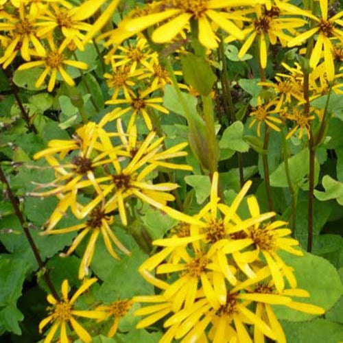 Hessei-Ligular - Ligularia hessei - Gartenpflanzen