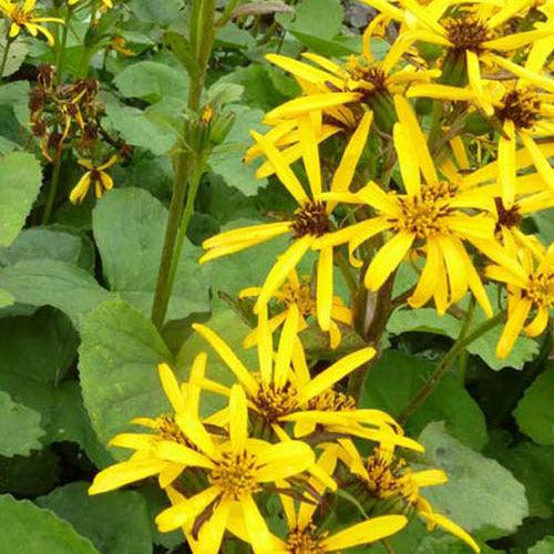 Gregynog Gold Ligular - Ligularia hessei gregynog gold - Gartenpflanzen