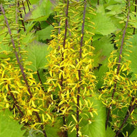 Ligular der Shavalski The Rocket - Ligularia stenocephala the rocket - Bakker