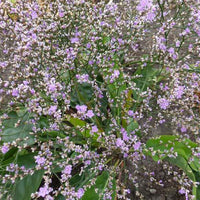 Mehrjährige Gräser (x3) - Limonium gerberi - Gartenpflanzen