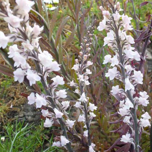 Purpur-Flockenblume Canon J. Went - Linaria purpurea canon j. went - Gartenpflanzen