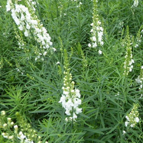 Purpur-Flockenblume Springside White - Linaria purpurea springside white - Gartenpflanzen