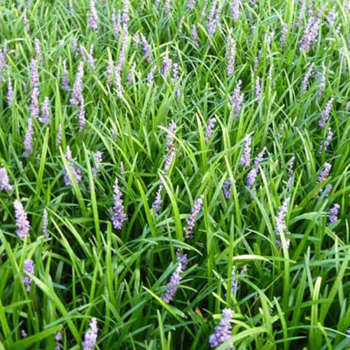 Liriope muscari Big Blue - Liriope muscari big blue - Gartenpflanzen