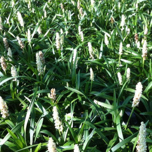 Liriope muscari Monroe White - Liriope muscari monroe white - Gartenpflanzen