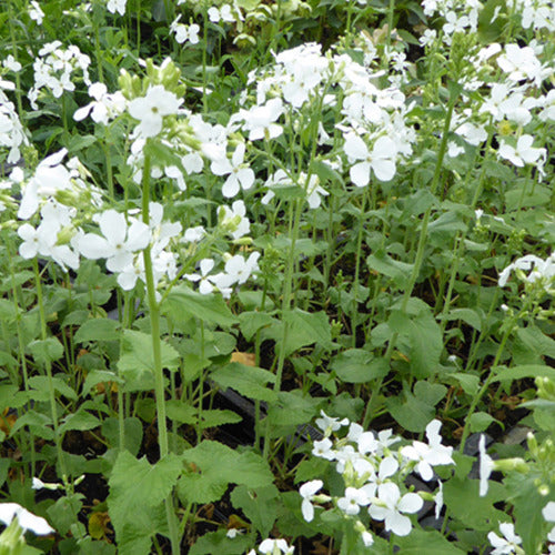 Weiß blühende Papst-Pfingstrose (x3) - Lunaria annua albiflora - Gartenpflanzen