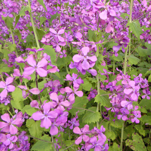 Münzen des Papstes (x3) - Lunaria annua - Gartenpflanzen