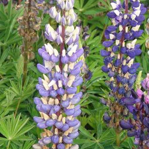 Lupin Gallery Blue - Lupinus gallery blue - Gartenpflanzen