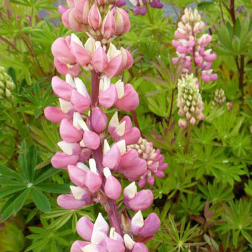 Lupinen Gallery Pink (x3) - Lupinus gallery pink - Gartenpflanzen