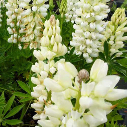 Lupinen Gallery Weiß (x3) - Lupinus gallery white - Gartenpflanzen