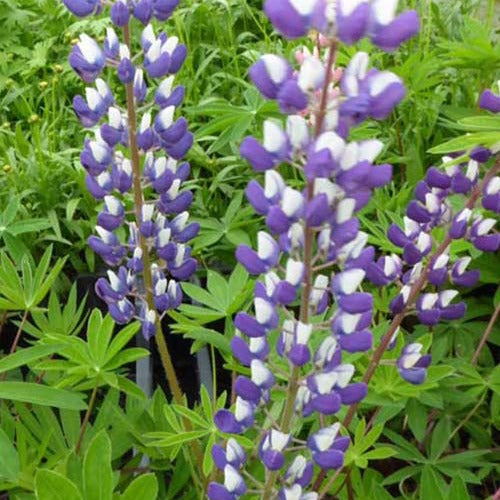 Lupinen Der Gouverneur (x3) - Lupinus the governor - Gartenpflanzen