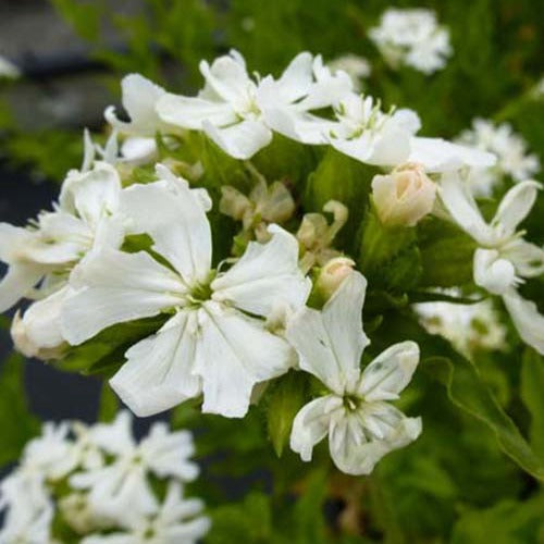 Jerusalemkreuz Alba (x3) - Lychnis chalcedonica alba - Gartenpflanzen