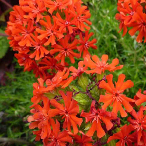 Jerusalemkreuz Morgenrot (x3) - Lychnis chalcedonica - Gartenpflanzen