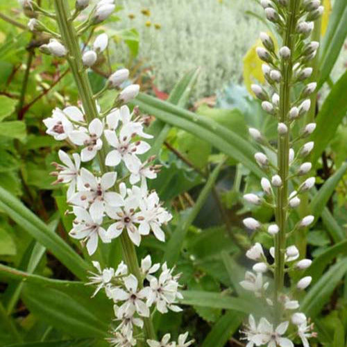 Spanischer Felberich - Lysimachia ephemerum - Gartenpflanzen