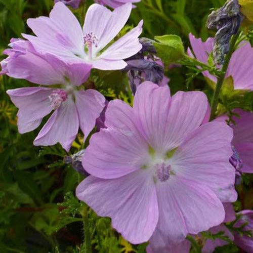 Moschus-Malve Rosea (x3) - Malva moschata rosea - Gartenpflanzen