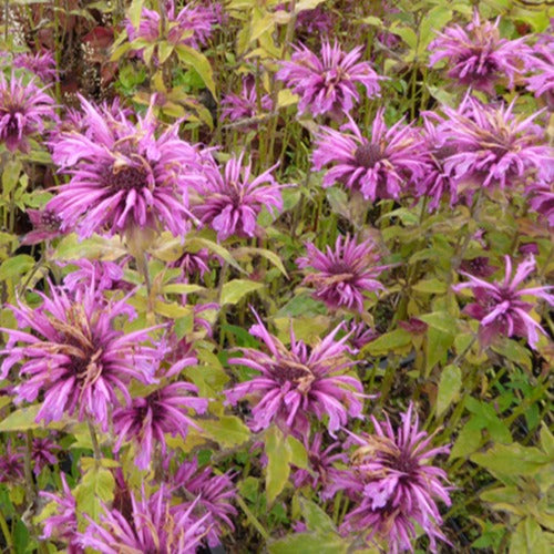 Aquarius-Monarden (x3) - Monarda aquarius - Gartenpflanzen