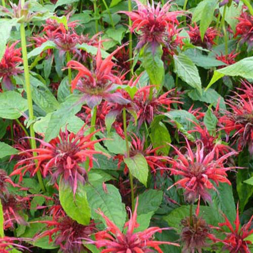 Monarden Cambridge Scarlet (x3) - Monarda cambridge scarlet - Gartenpflanzen