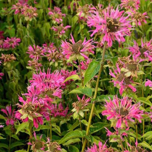 Monarden Marshall's Delight (x3) - Monarda marshalls delight - Gartenpflanzen