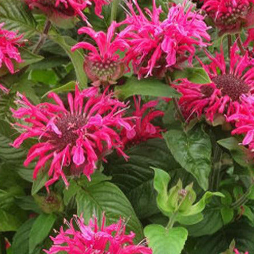 Monarde Pink Lace - Monarda pink lace - Gartenpflanzen