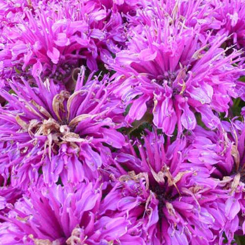 Monarde Purple Lace - Monarda purple lace - Gartenpflanzen