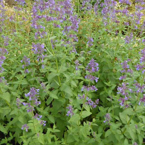 Riesenkatzengras Dawn To Dusk - Nepeta grandiflora dawn to dusk - Gartenpflanzen