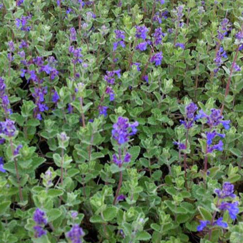 Chataires mussinii (x3) - Nepeta mussinii - Gartenpflanzen